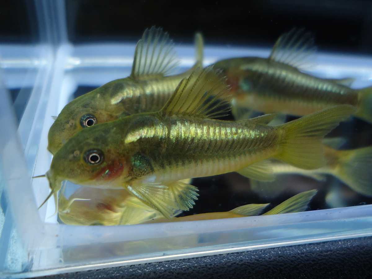 最近30日のコリドラス内カテゴリ オークション落札価格一覧 オークフリー スマートフォン版