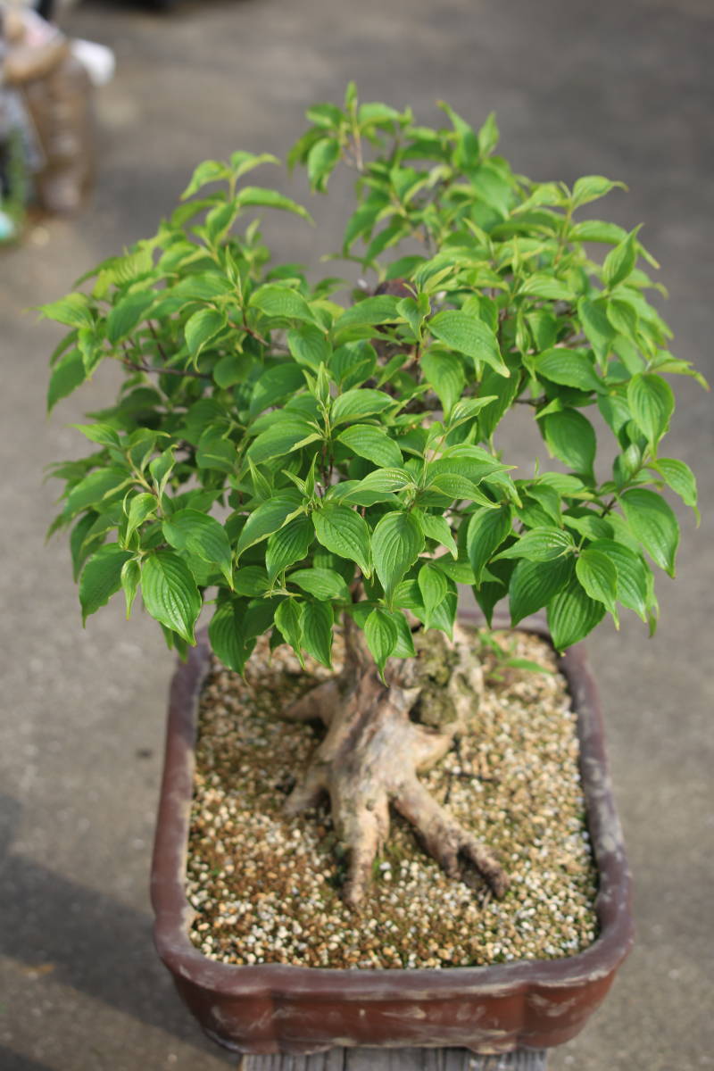 大品盆栽 サンシュユ 山茱萸 アキサンゴ ハルコガネバナ ヤマグミ ぼん