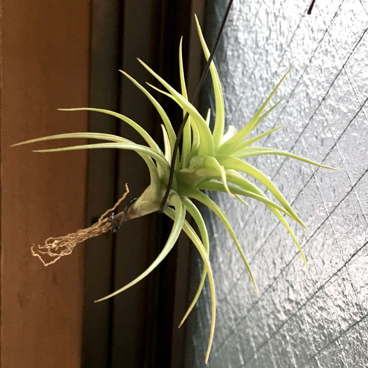 開花写真あり Tillandsia Bergeri チランジア ベルゲリ ティランジア エアープランツ エアプランツ ブロメリア の落札情報詳細 ヤフオク落札価格情報 オークフリー スマートフォン版