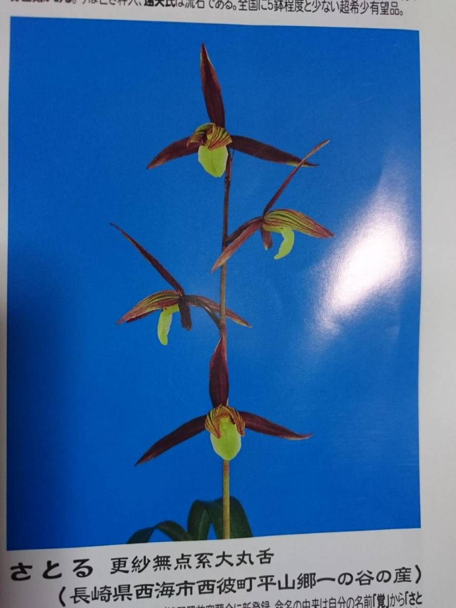 一括譲渡　寒蘭 寒蘭専門店 東洋蘭センター / 別格稀貴品