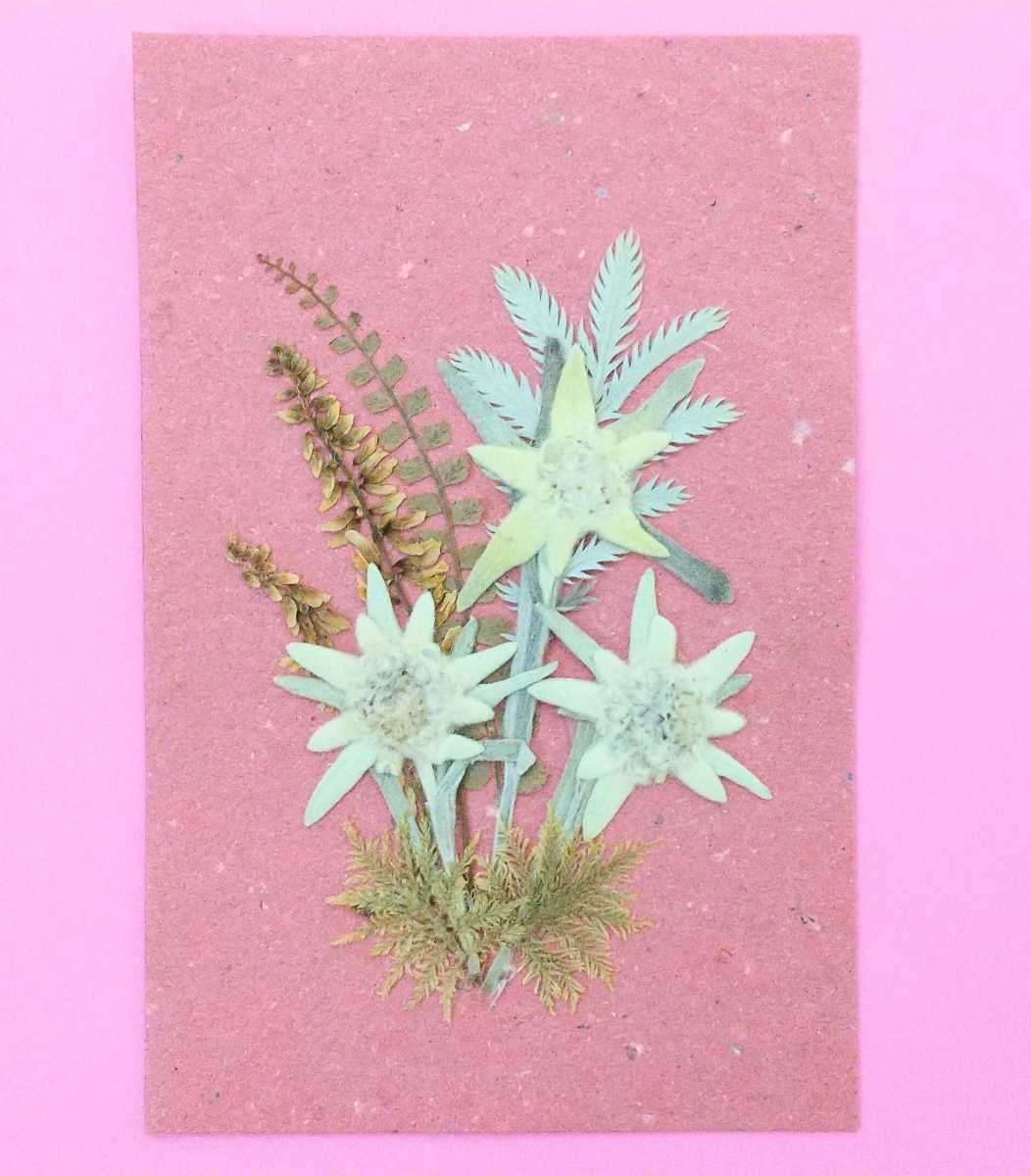 可憐なエーデルワイスの押し花 スイス手すきの台紙と封筒 ハンドメイド の落札情報詳細 ヤフオク落札価格情報 オークフリー スマートフォン版