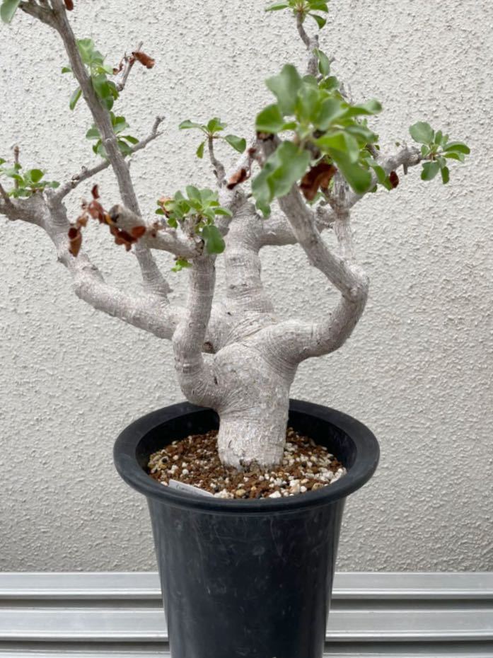 新品】Commiphora drake-brockmanii 4年管理 コレクション株