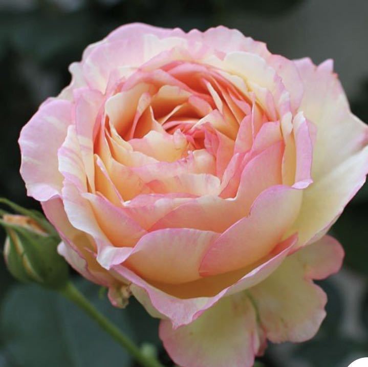 新品 バラ苗 アプリコットピンク 黄色 ピンクグラデーション 絞り 強香 ペッシュボンボン 薔薇 芳香品種 の落札情報詳細 ヤフオク落札価格情報 オークフリー スマートフォン版