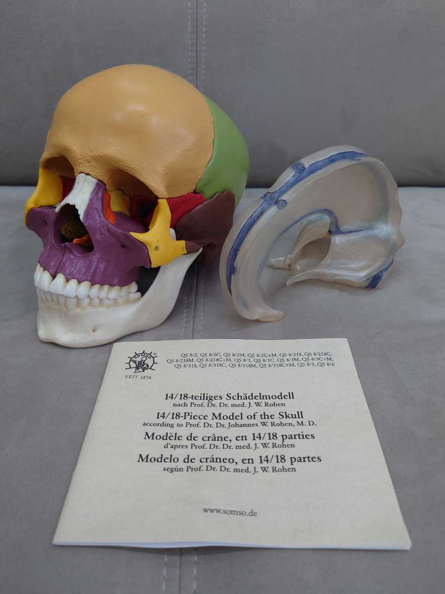 医歯薬 頭蓋骨 模型 ソムソ SOMSO 人体模型 