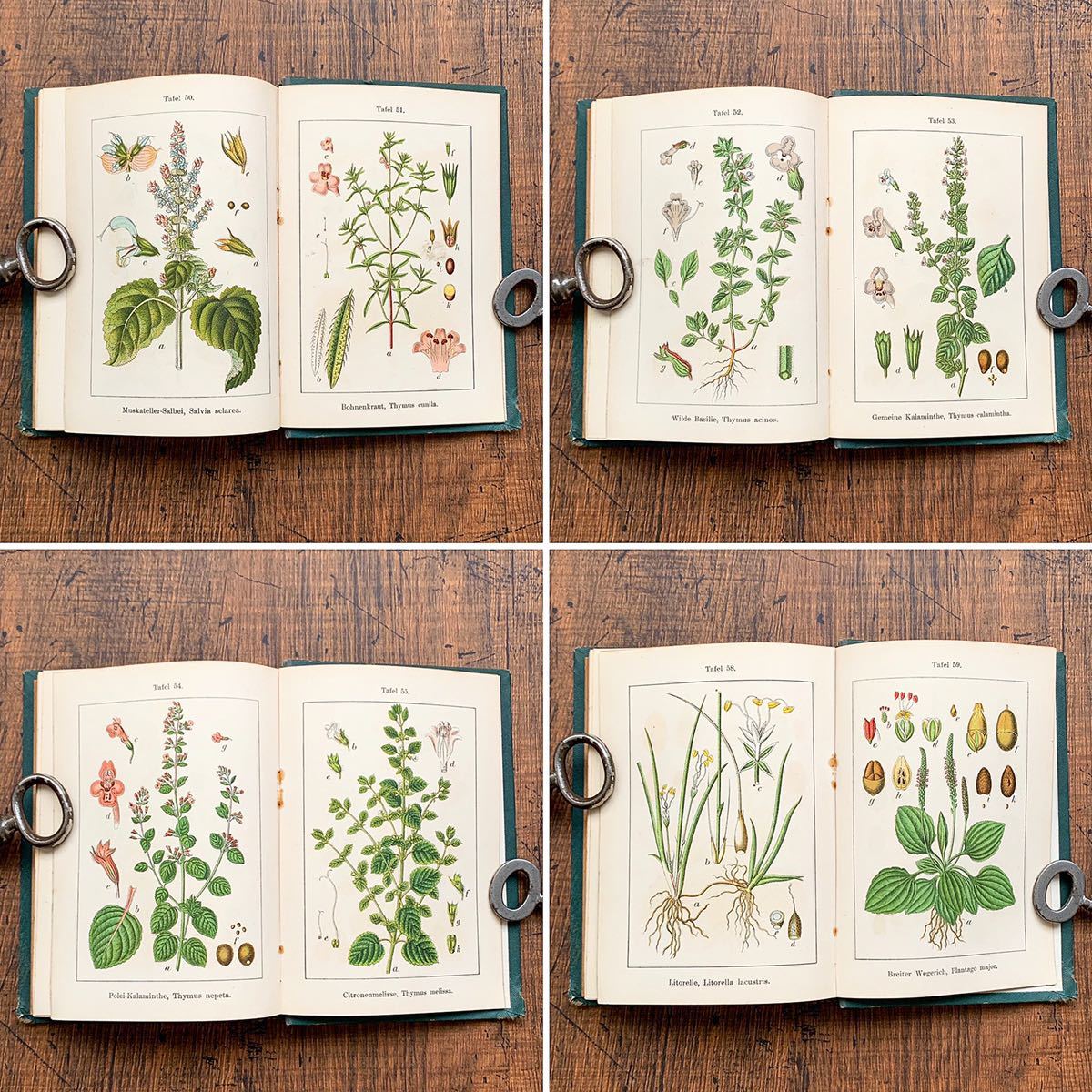 東ドイツの古い植物図鑑 1985年 植物画 ボタニカル 花の絵 花図鑑 東ドイツの古い植物図鑑 1985年 植物画 ボタニカル 花の絵 花図鑑