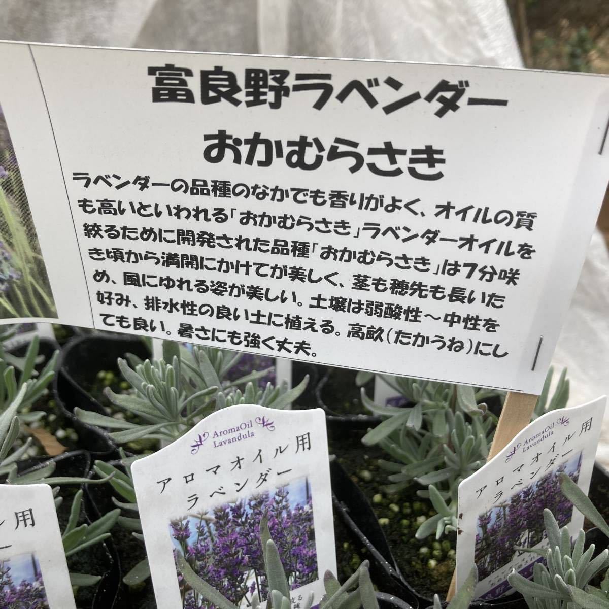 富良野おかむらさき ラベンダー 苗 おいしく