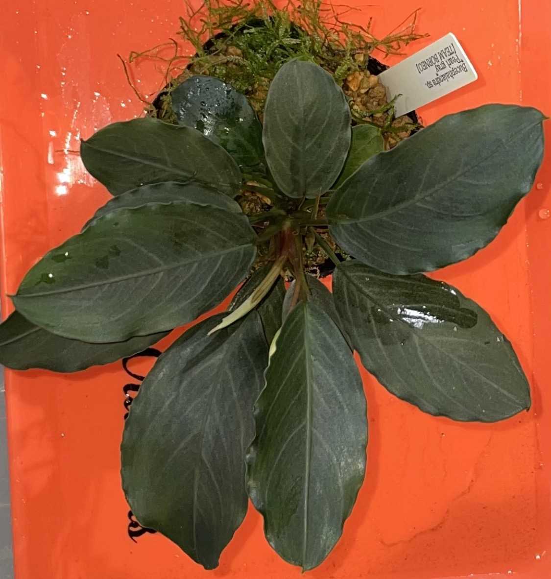 確認用【TB便】Bucephalandra sp.Pearl gray 水上育成 TB便 ブセファランドラ sp. パールグレイBucephalandra sp