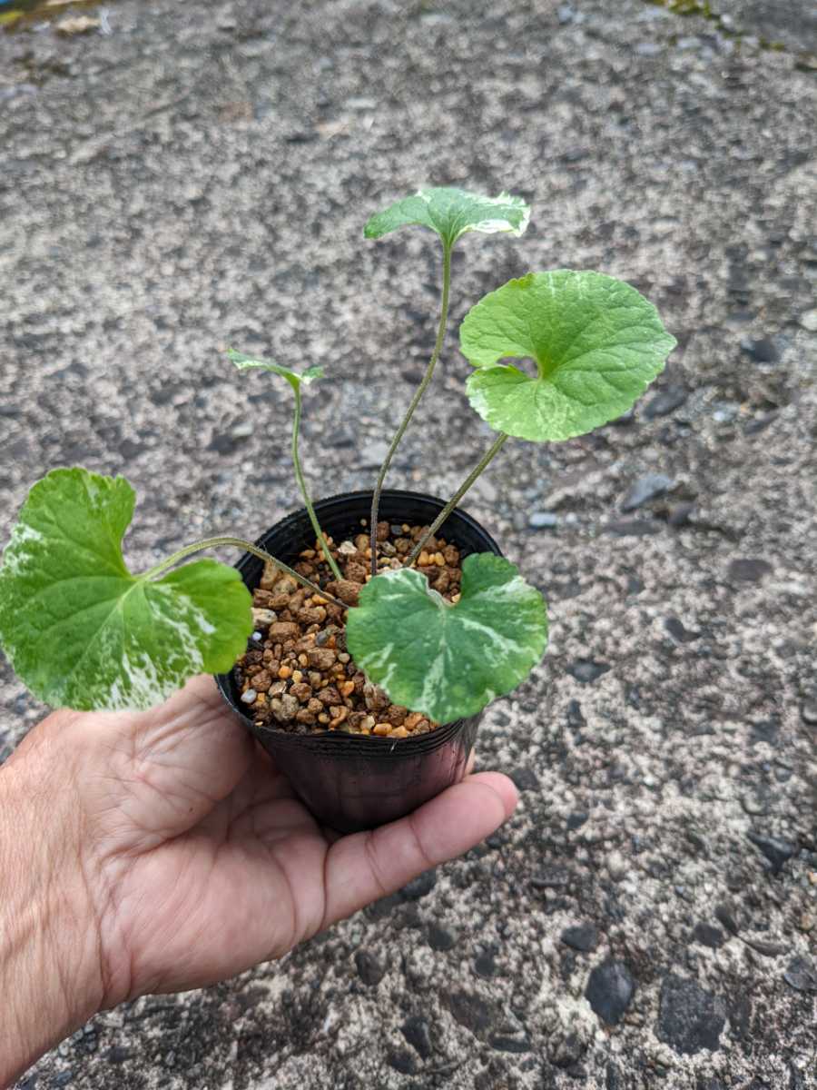 斑入り カンアオイ タマノカンアオイ多摩の明星(たまのみょうじょう)