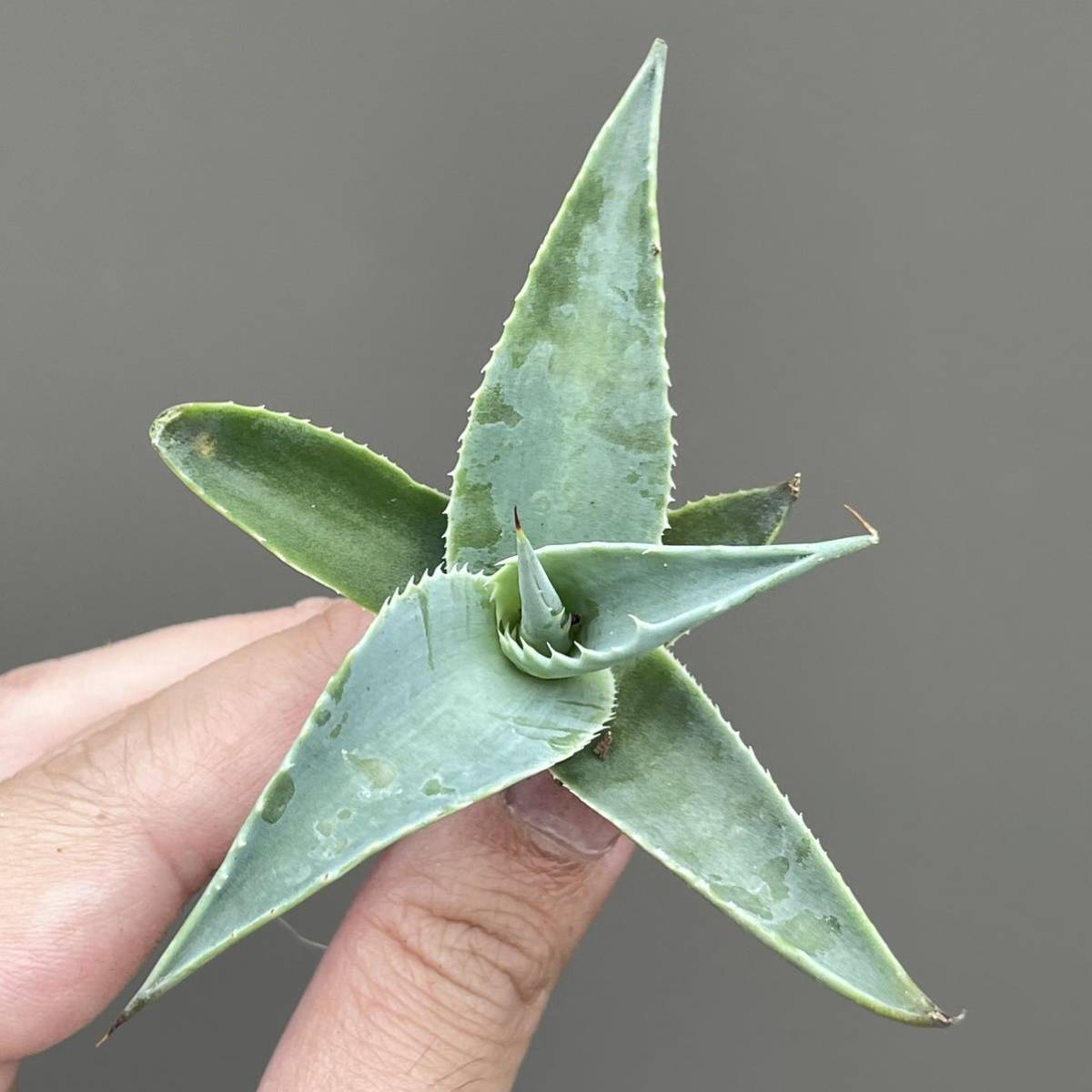 ☆*☆様 アガベ パリー 特大株 約30cm　極上美株　トランカータ　オバティフ AGAVE Parryi truncata アガベ パリー トランカータ 大サイズ(10