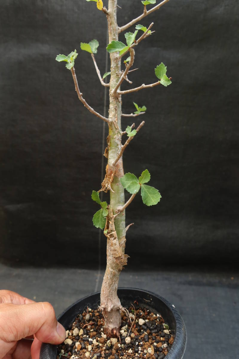 コミフォラ ワイティ Commiphora wightii 20s Commiphora wightii