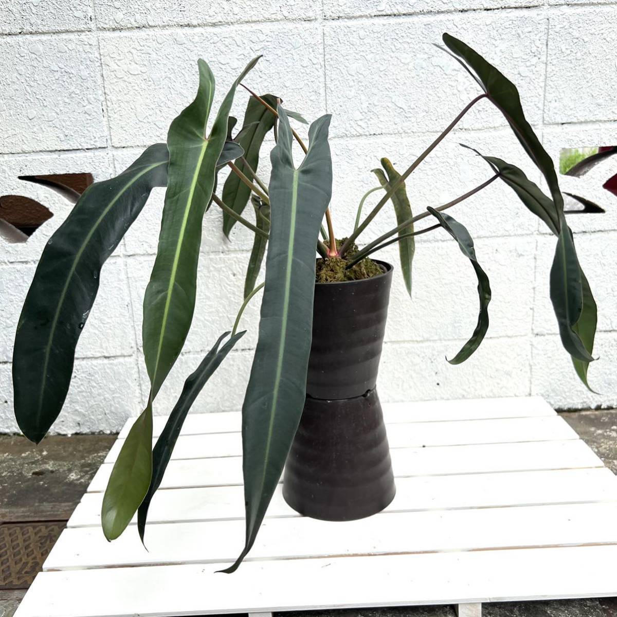 観葉植物 スピリタス・サンクチ Yahoo!オークション