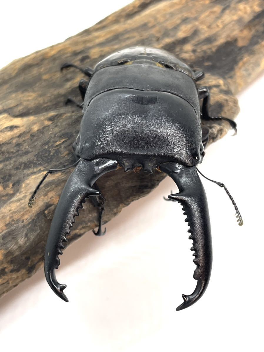 【新甲虫王者ムシキング】◆SGR ダブりなし 35種 夏限定ニジイロクワガタ等 新甲虫王者ムシキング】◇SGR ダブりなし 35種 夏限定ニジイロ