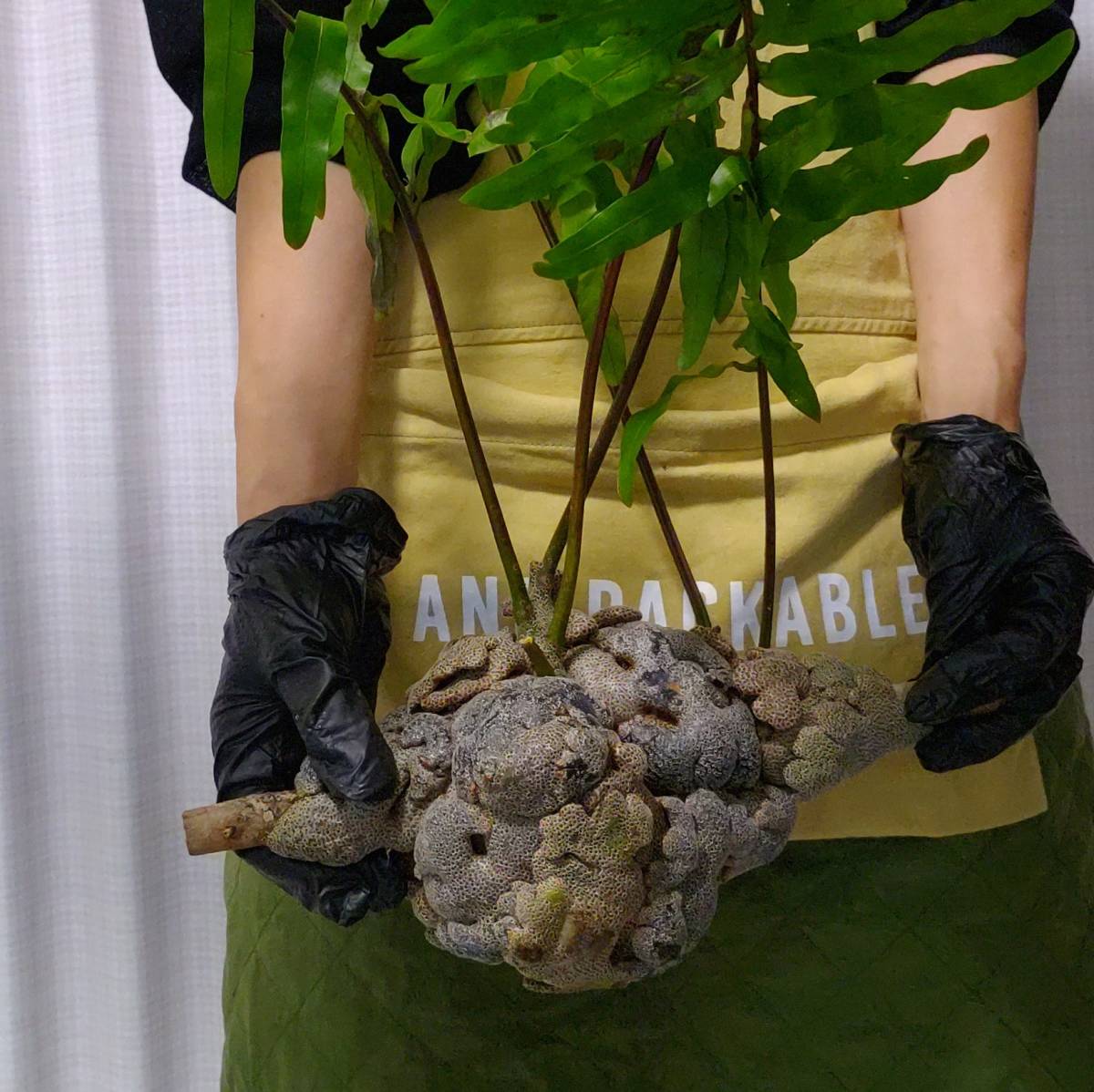 目立った傷や汚れなし】☆1円スタート☆072L レカノプテリス 植物