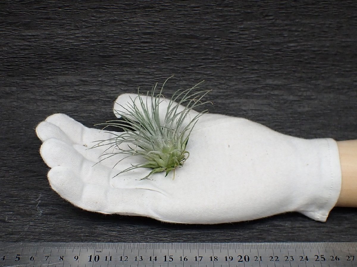 新品 Tillandsia Fuchsii F Gracilis チランジア フックシー グラシリス アルゲンティア 5株セット エアプランツ の落札情報詳細 ヤフオク落札価格情報 オークフリー スマートフォン版