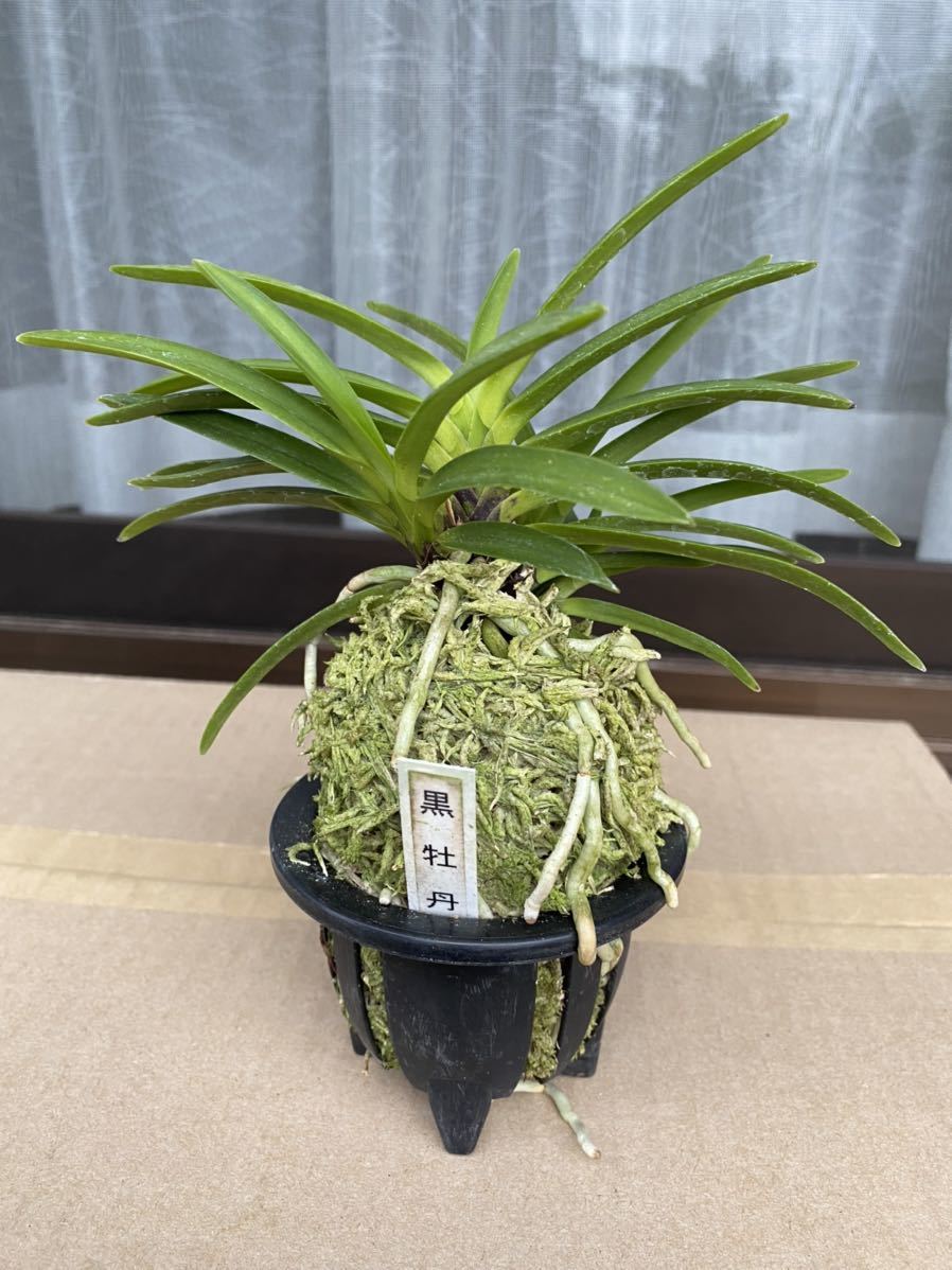 【年末特価品】富貴蘭「黒牡丹縞」（極墨） 年末特価品】富貴蘭「黒牡丹縞」（極墨） NO.187 富貴蘭 黒牡丹