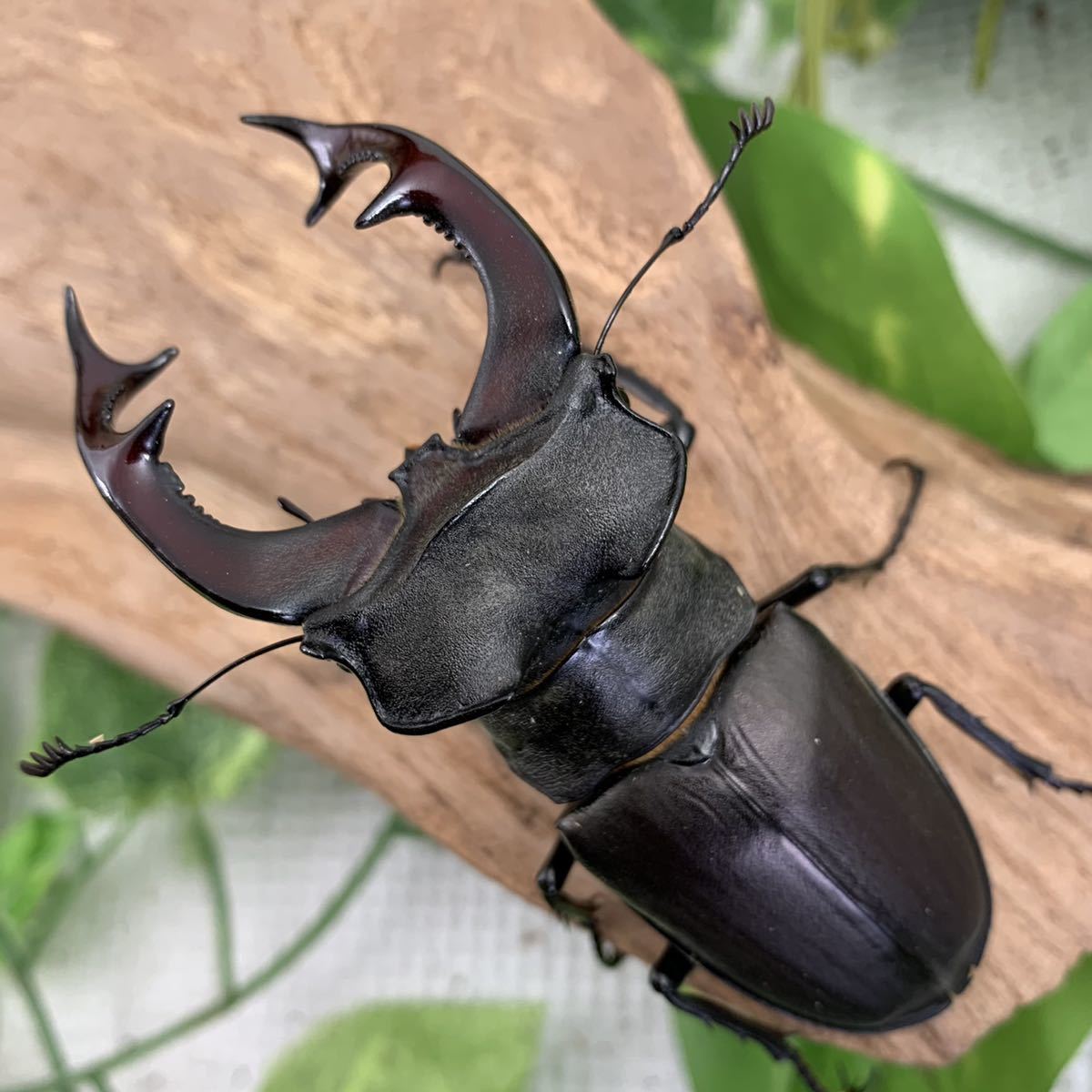 ☆むし博士☆ ヨーロッパミヤマクワガタ ユーロミヤマ ケルブス