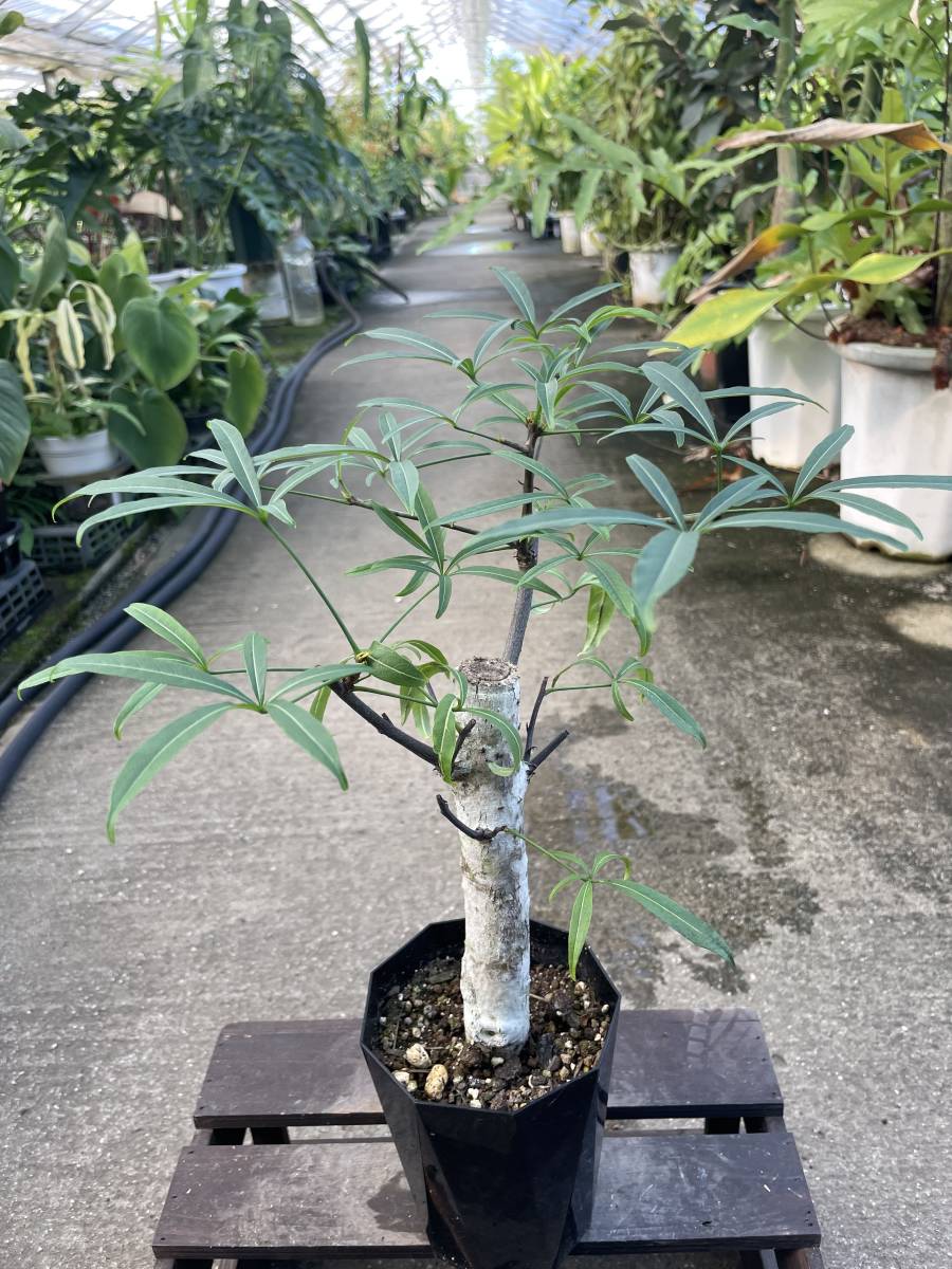 ◎＿◎；）☆斑入りバオバブ☆Adansonia za variegated