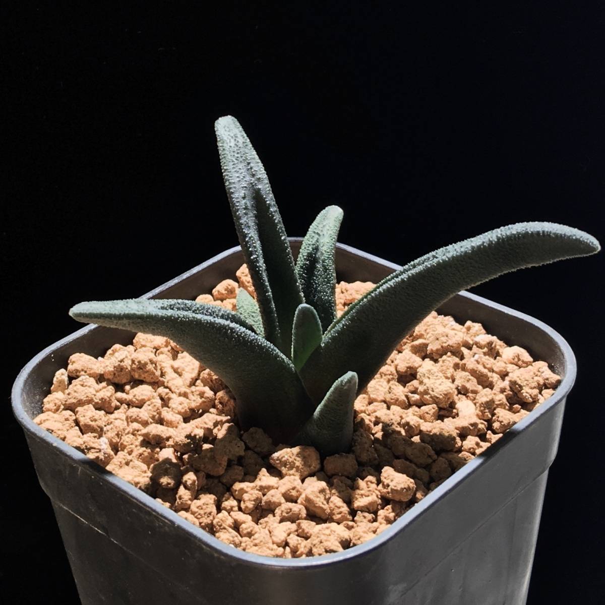 特黒ハオルチア ソルディダ 【原種】 ハオルチア ハオルチオプシス