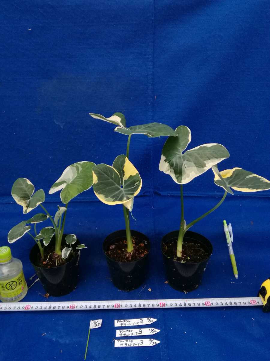 NO.0409 斑入り 古典 アロカシア キサントソーマ 5ケセット 観葉植物