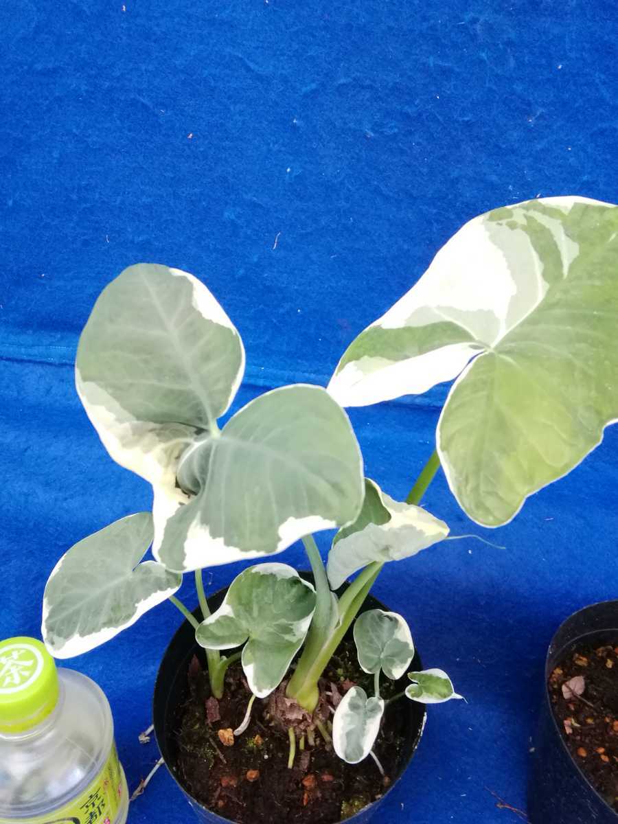 NO.0409 斑入り 古典 アロカシア キサントソーマ 5ケセット 観葉植物