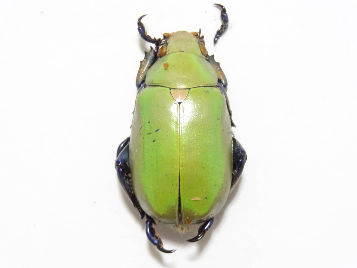 ホンジュラス産 スペクタビリスウグイスコガネ 35mm Honduras Chrysina