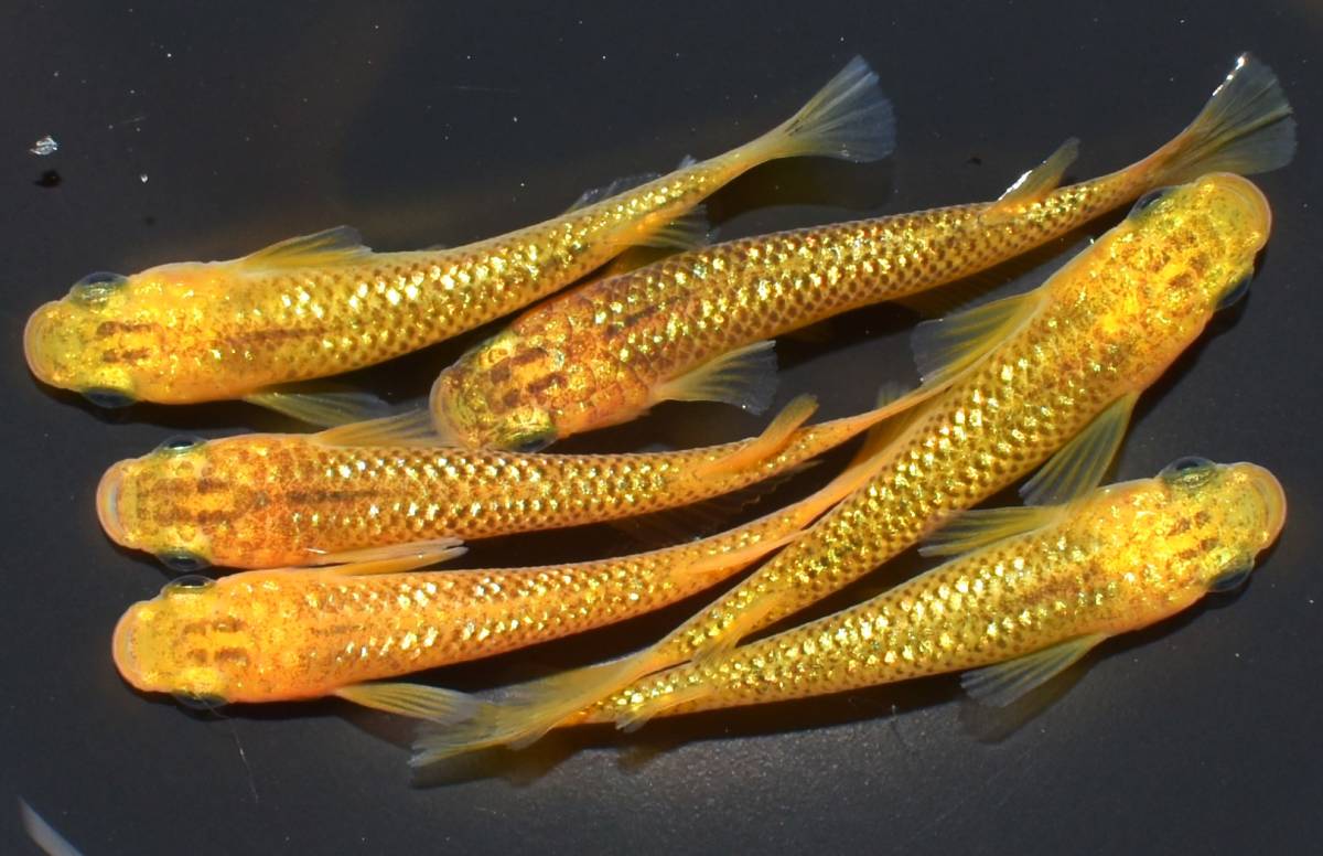 レクリス 現物 舞めだか血統 9匹