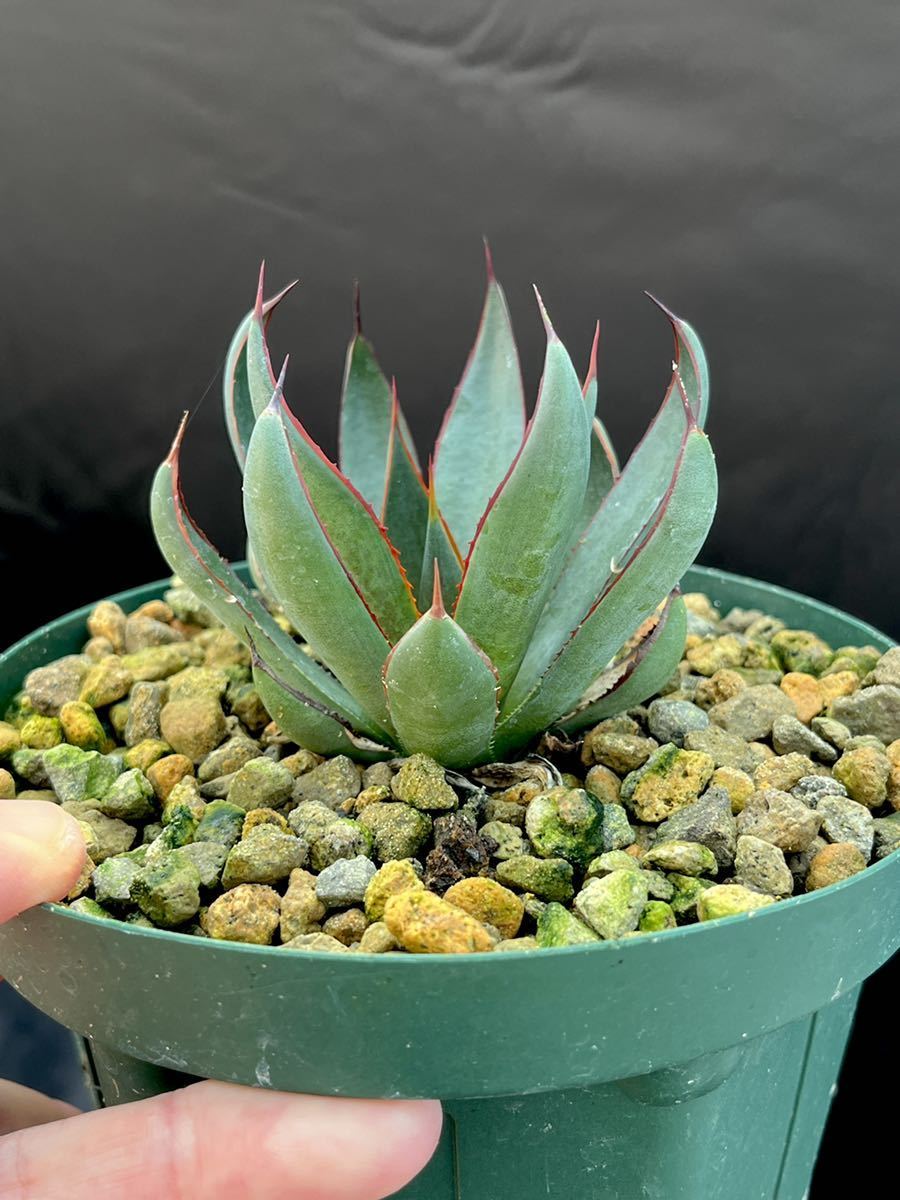 プレイングハンズ マンガベ 24-71 プレイングハンズ マンガベ アガベ