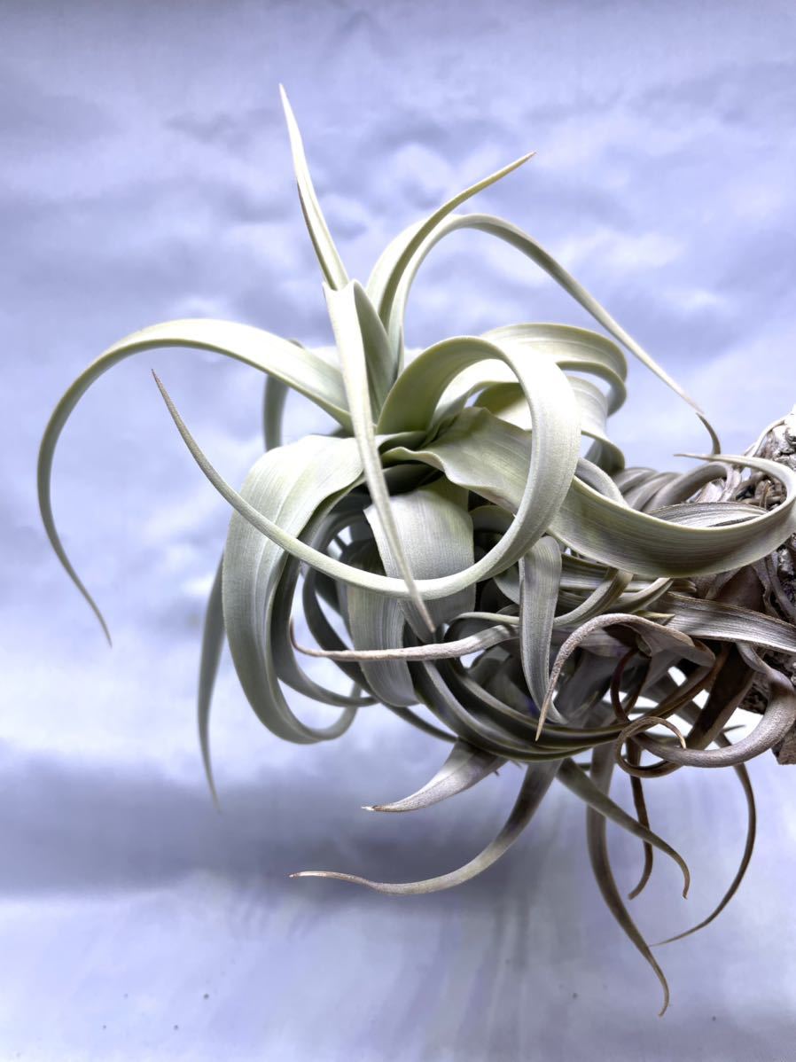 やや傷や汚れあり】Tillandsia barfussii ex. Koehres チランジア