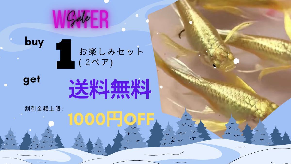 極金龍フルゴールドグッピー リボン系(1ペア) #熱帯魚