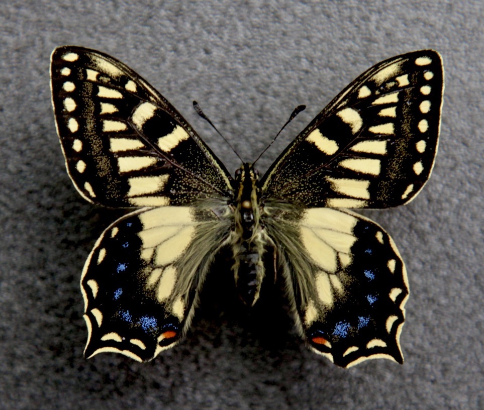 コルシカキアゲハ サルディーニャ島産