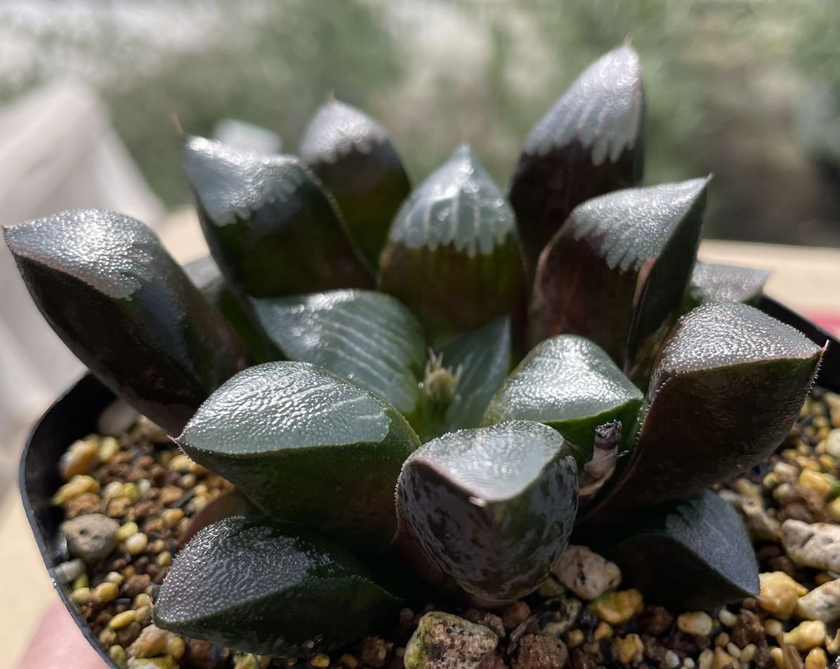 多肉植物^o^  葉挿し赤ちゃんシャンパンライム  錦 多肉植物^o^ 葉挿し赤ちゃんシャンパンライム 錦