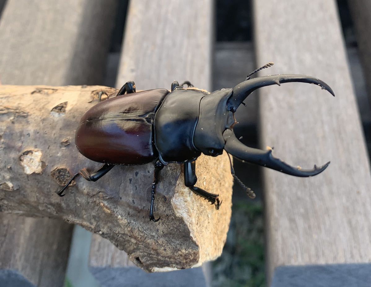 ミシュミミヤマ 初令幼虫 5頭セット1 アルナーチャルDV産ミシュミミヤマクワガタ① 初2令幼虫 6頭