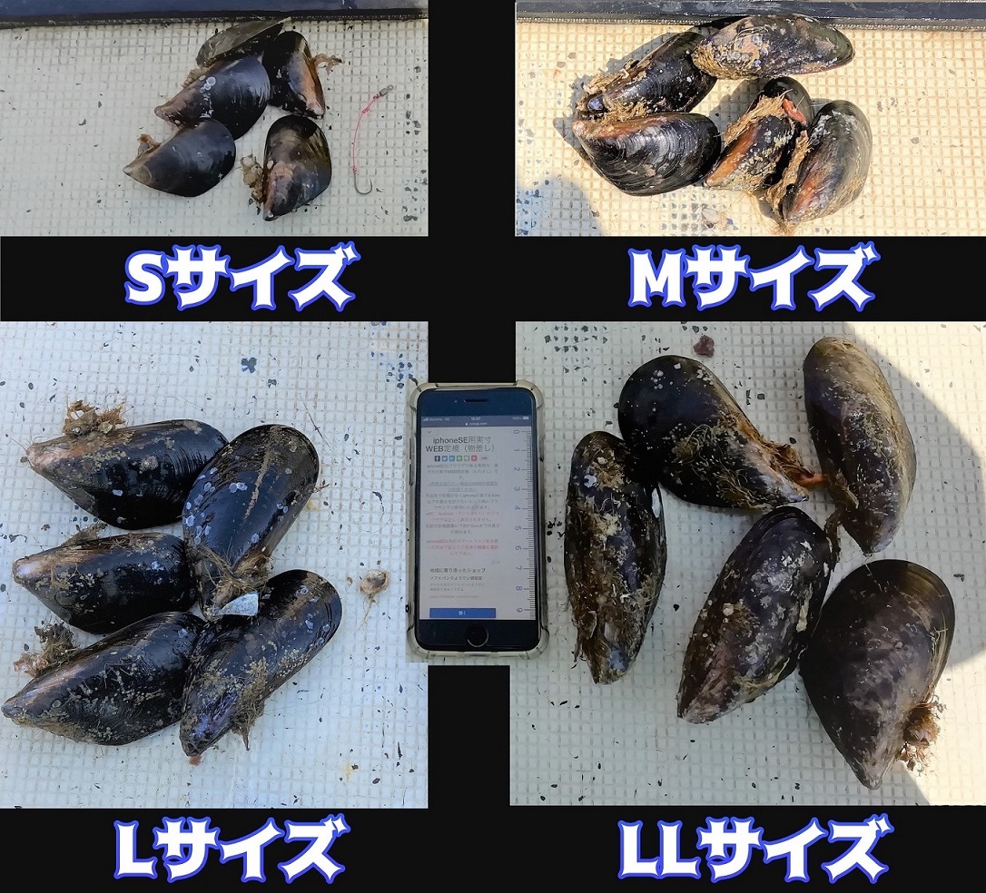 ★希少★ 活き石鯛餌 ★瀬戸貝★ かぶせ釣り カラス貝 セトガイ ５０個 ☆希少☆ 活き石鯛餌 ☆瀬戸貝☆ かぶせ釣り カラス貝 セトガイ 50