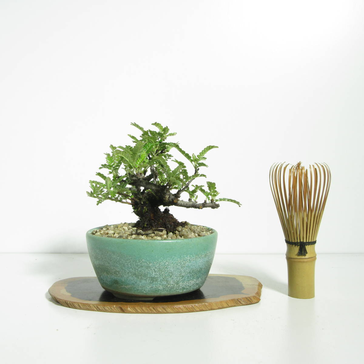 磯山椒　天梅　イソザンショウ　盆栽　24 磯山椒 天梅 イソザンショウ 盆栽 24 磯山椒 天梅
