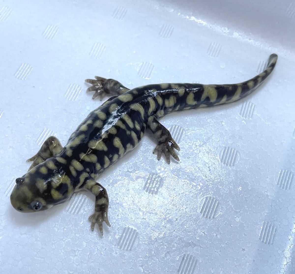 ③オビタイガーサラマンダー 生体 両生類 両生類 トラフ