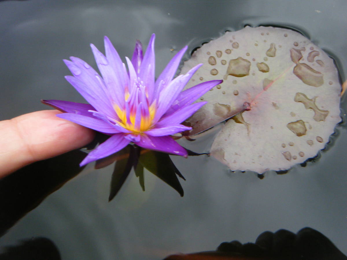 開田屋水園】 熱帯性睡蓮 ピンク・ダイヤモンド （スイレン） 苗 B