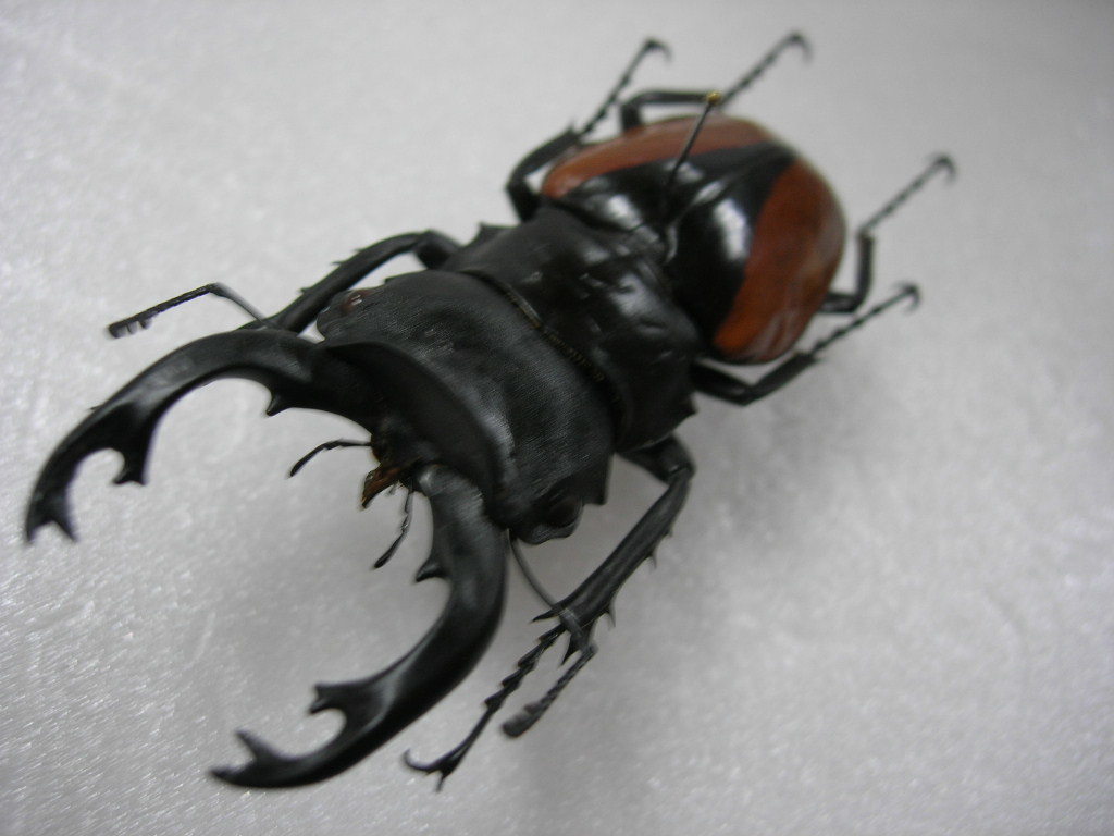 クベラツヤクワガタ インド産 標本 クベラツヤクワガタ インド産 標本