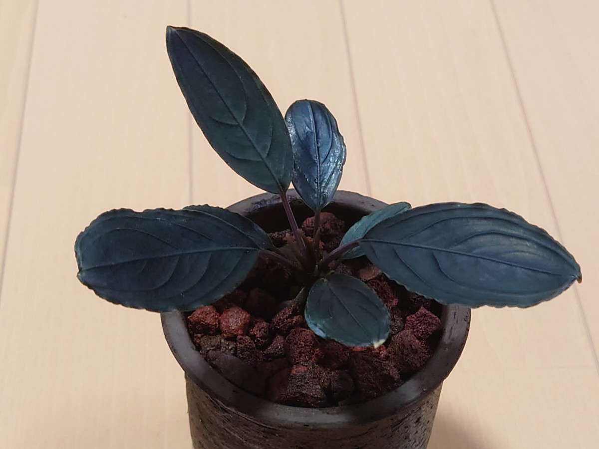 Bucephalandra kishii from kapuas（Live Aquatic Plant