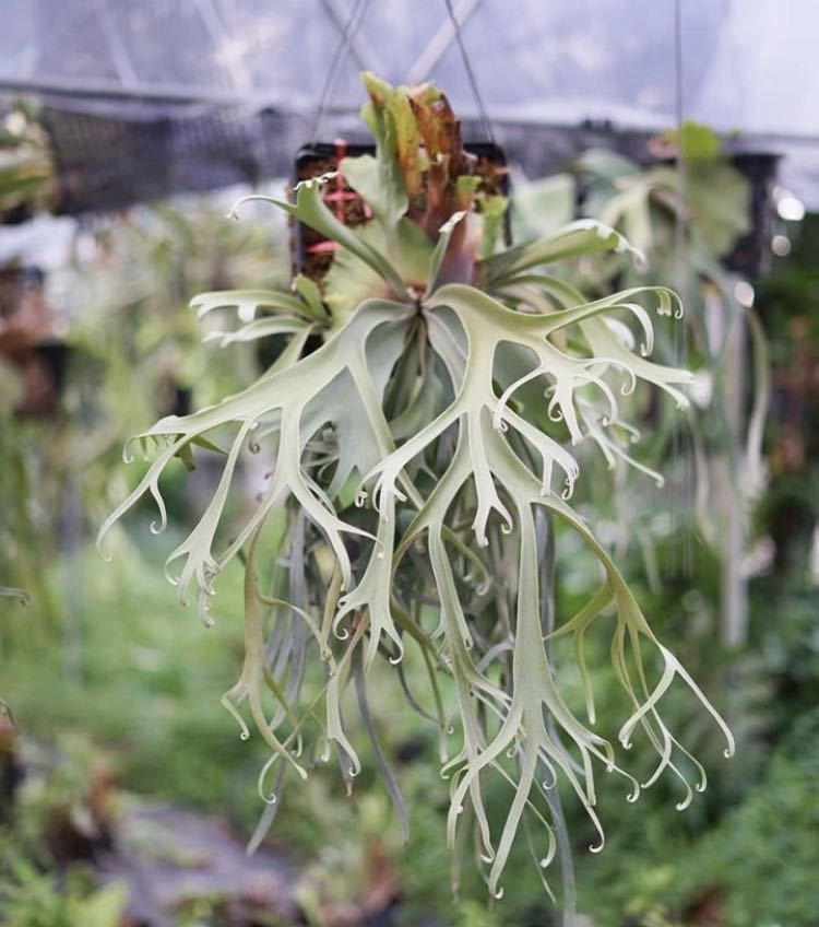 未使用】P. Willinckii cv Blue Queen spore (ブルークイーン