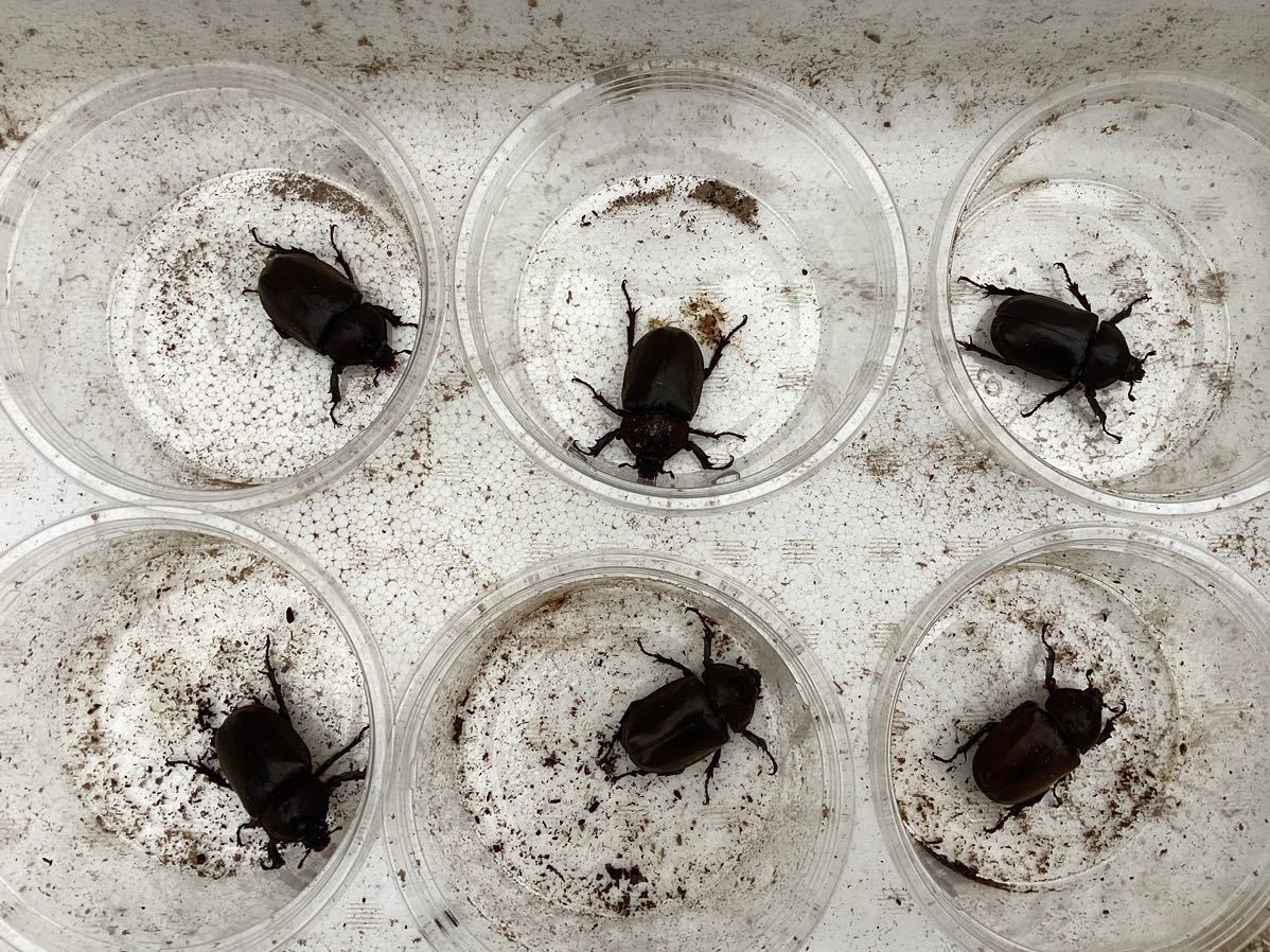 【未使用】【長崎県発】カブトムシ 成虫 メス 6匹セット 未使用 国産 累 …
