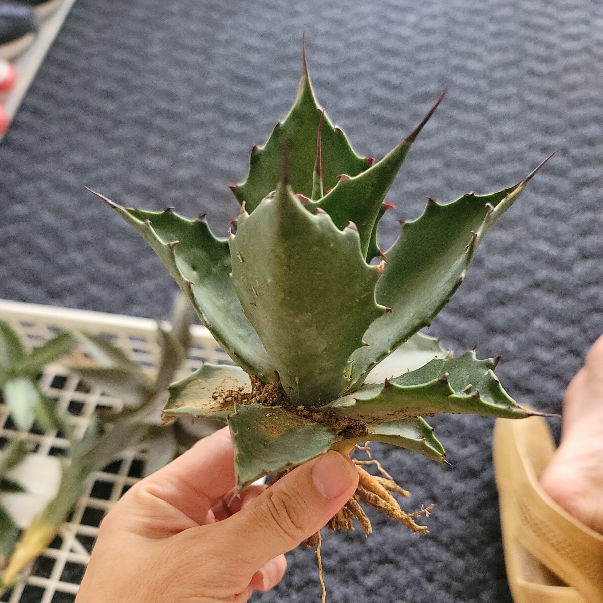 アガベ フェロックス グリーンゴブレット 大株 検索用/サルミアナ