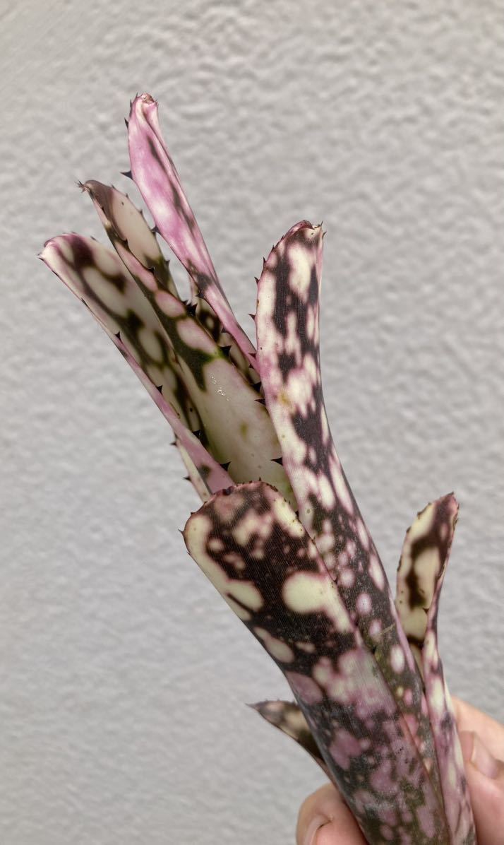 目立った傷や汚れなし】Billbergia Kolan 'Crunch' / ビルベルギア