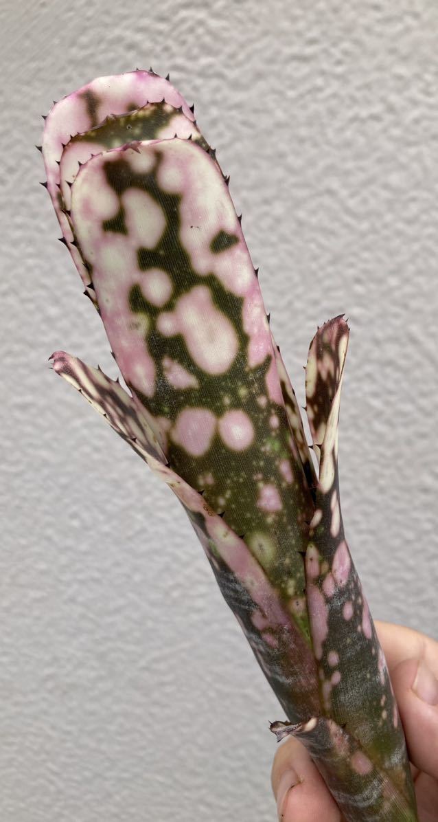 目立った傷や汚れなし】Billbergia Kolan 'Crunch' / ビルベルギア