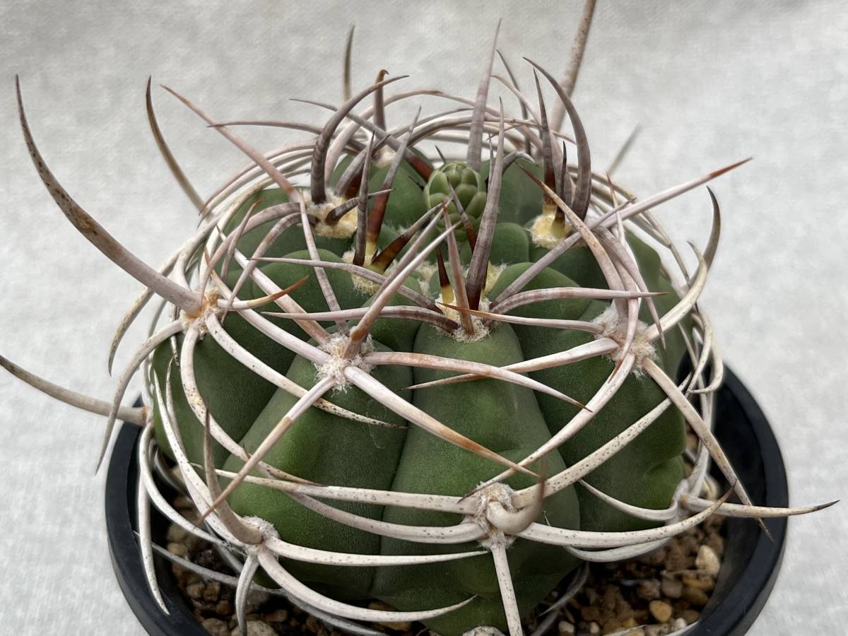ギムノカリキウム フェロシオール錦 実生2苗 サボテン多肉植物 2