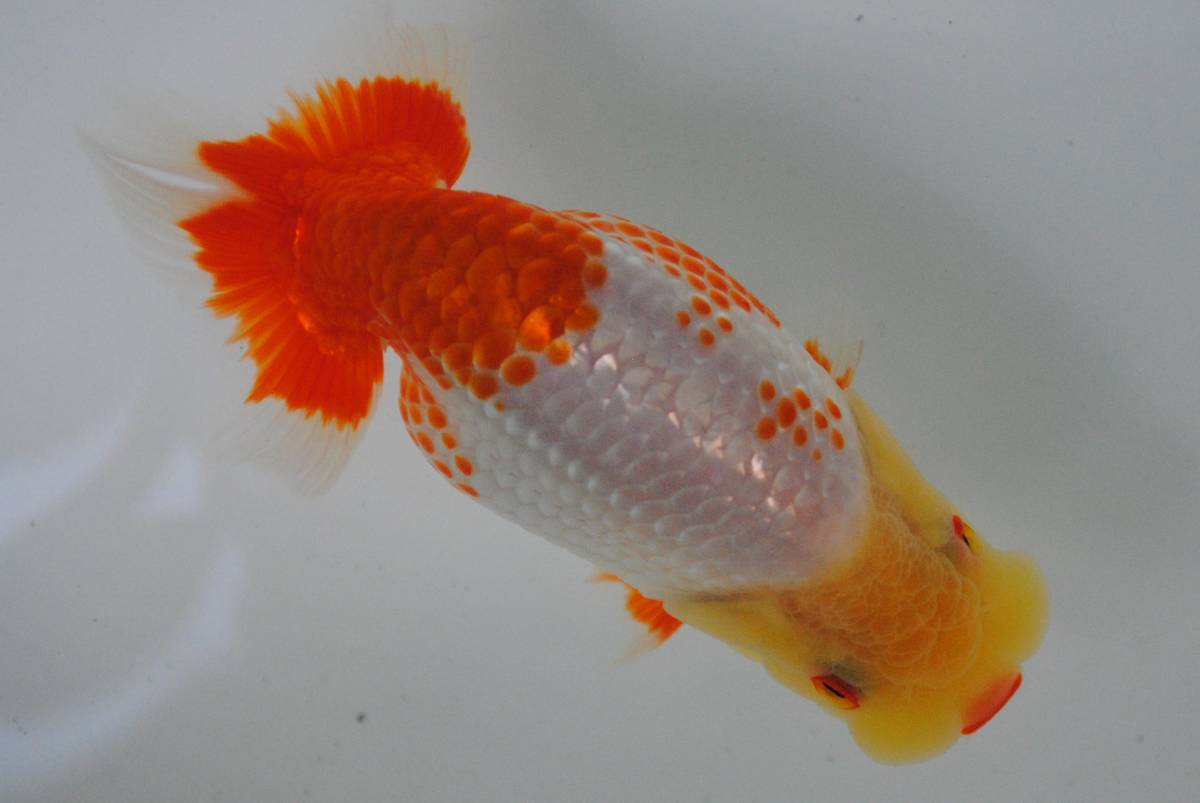 はなはな はなはな】麒麟らんちゅう 稚魚30匹＋おまけ 約1.2cm前後 (動画あり)