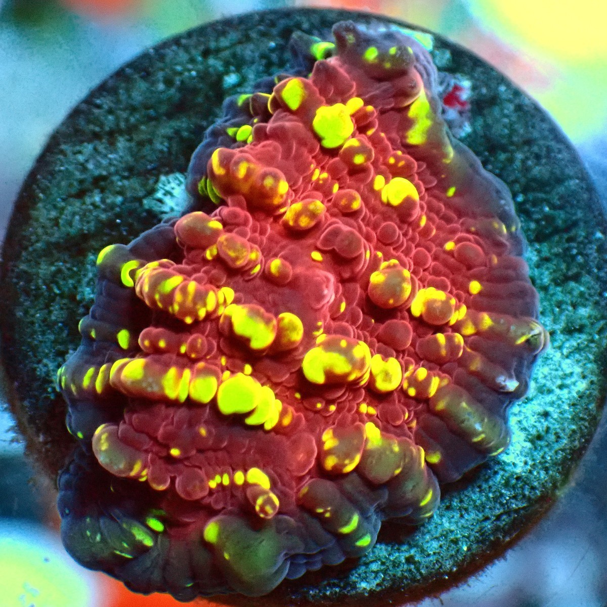 キッカサンゴフラグ レインボー『HaleBopp's Skyblue Rainbow Chalice』★HaleBoppCorals★＝ 土日発送(平日も対応可応相談) Yahoo!オークション -「キッカサンゴ」(ペット、生き物) の落札相場