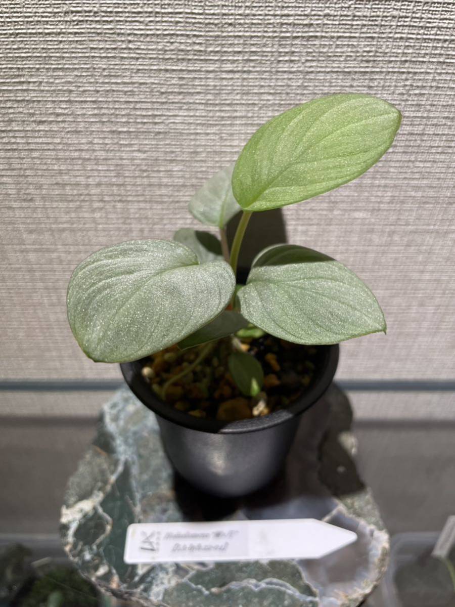 LA便Homalomena “鯖x月” 【LA-hyb.22-04】ホマロメナ LA便Homalomena “鯖x月” 【LA-hyb.22-04】ホマロメナ
