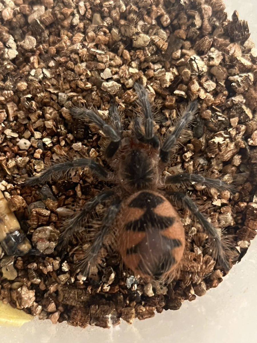 マスカラバードイーター