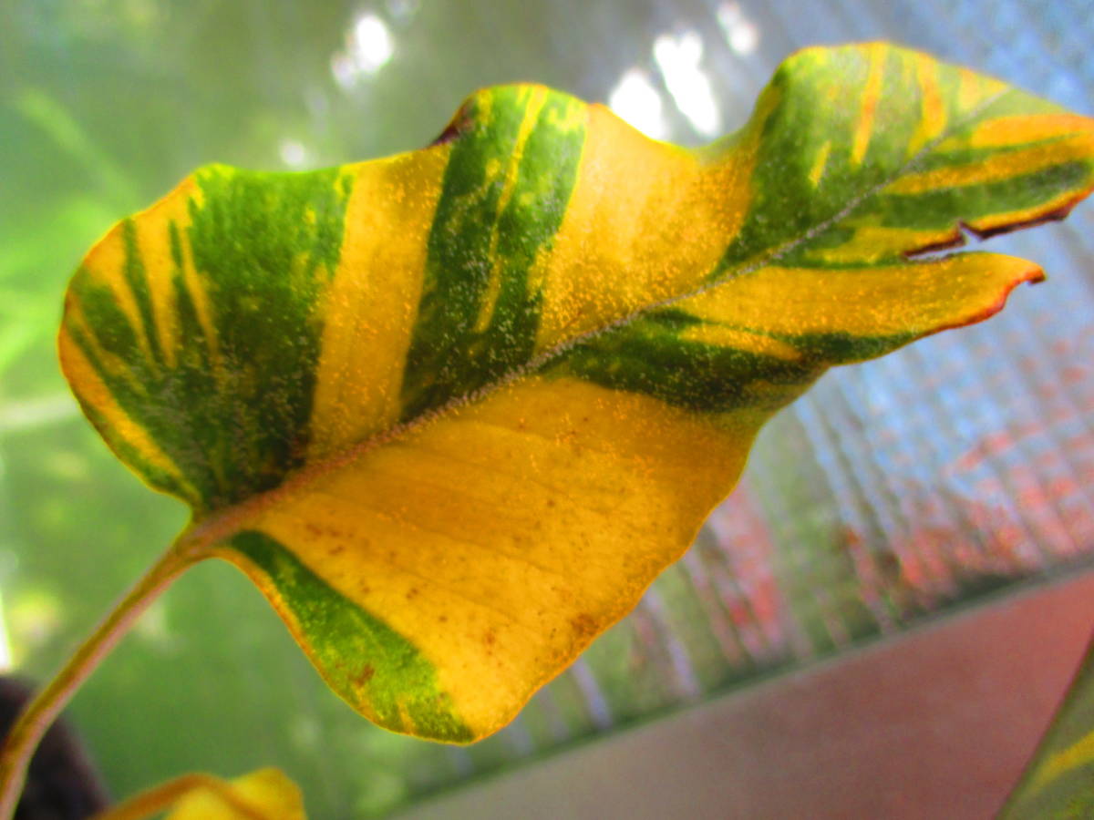  2型糖尿病に対するアフレッツァ