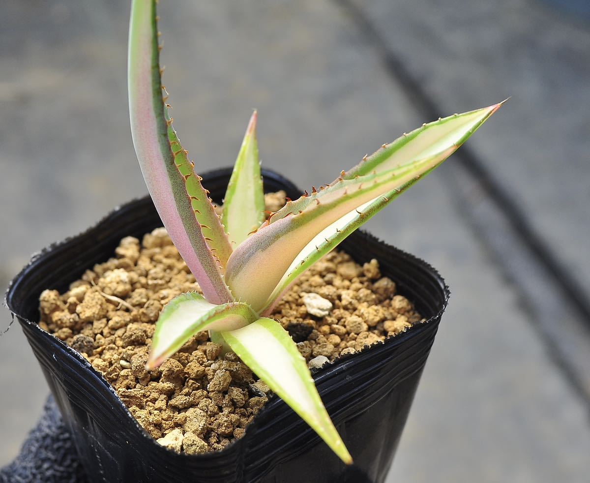 多肉TN　アガベ グイエンゴーラ白中斑